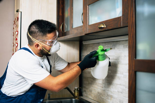 Best Local Pest Control Services  in New Holstein, WI