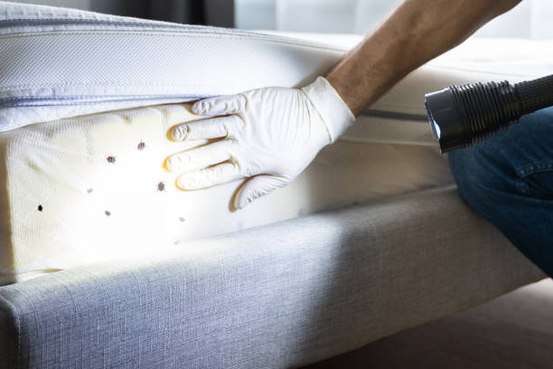 Reliable New Holstein, WI Pest Control Solutions