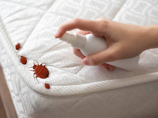Best Local Pest Control Services  in New Holstein, WI